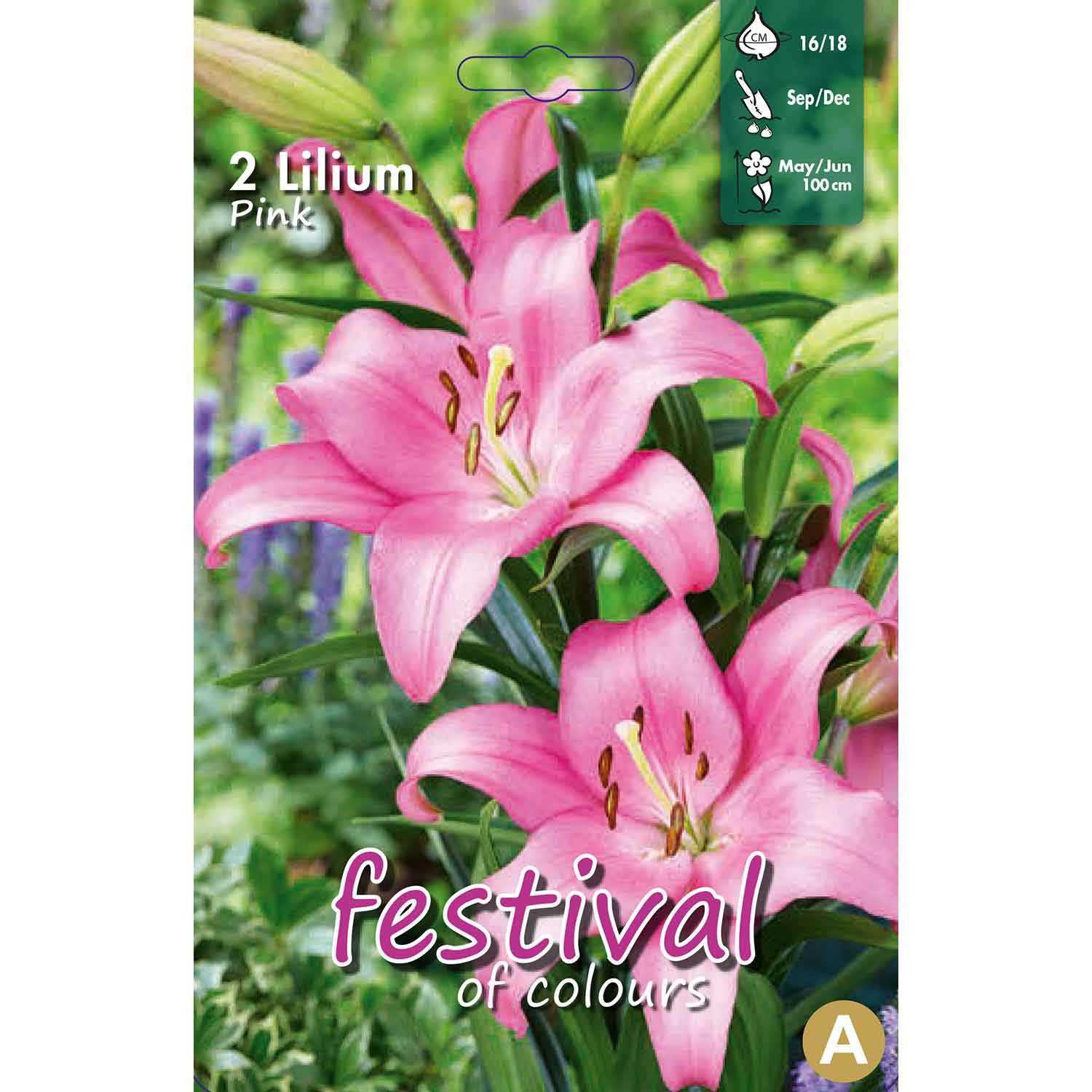 Lilium Pink La Hybride 16/18