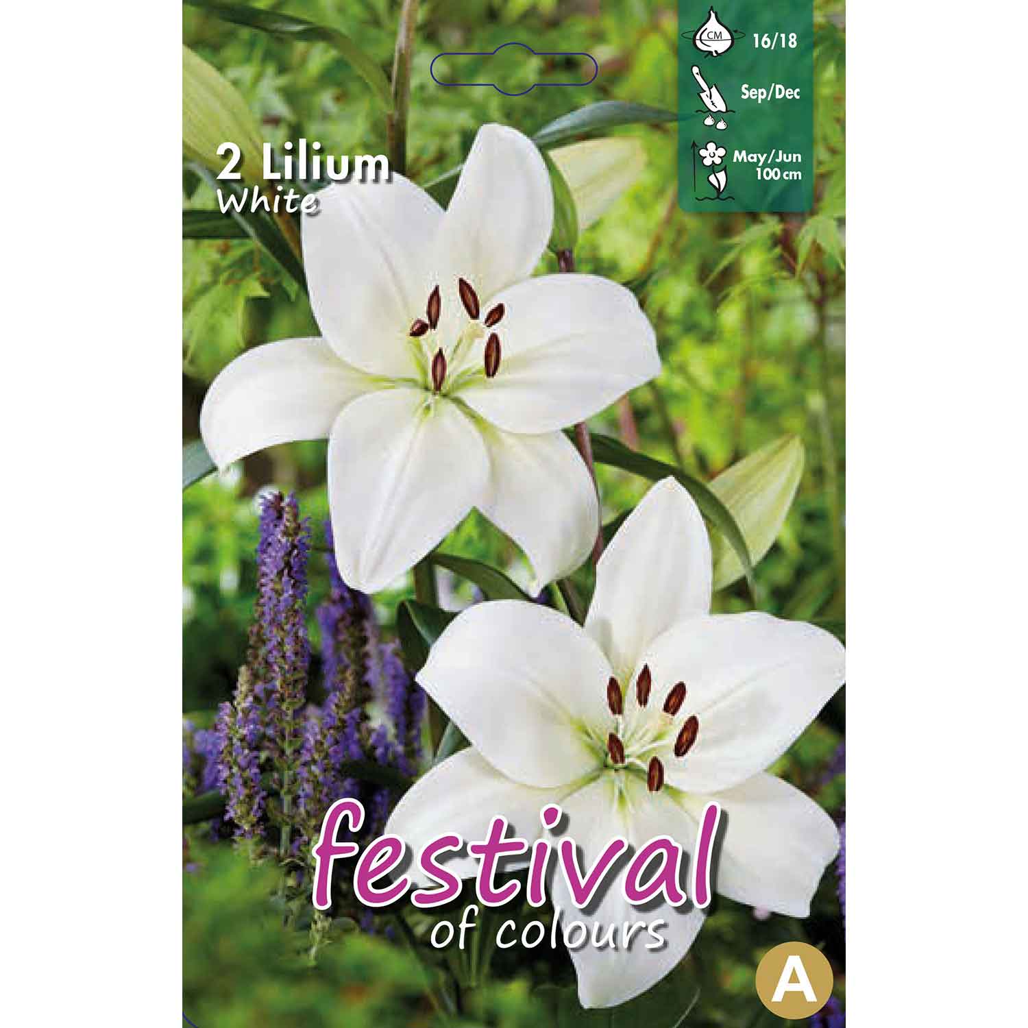 Lilium White La Hybride 16/18