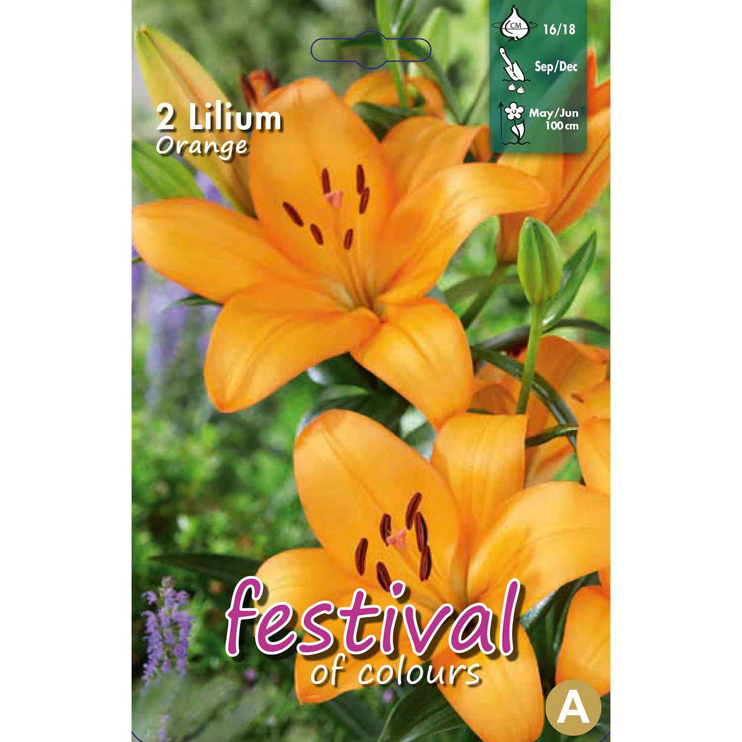 Lilium Orange La Hybride 16/18