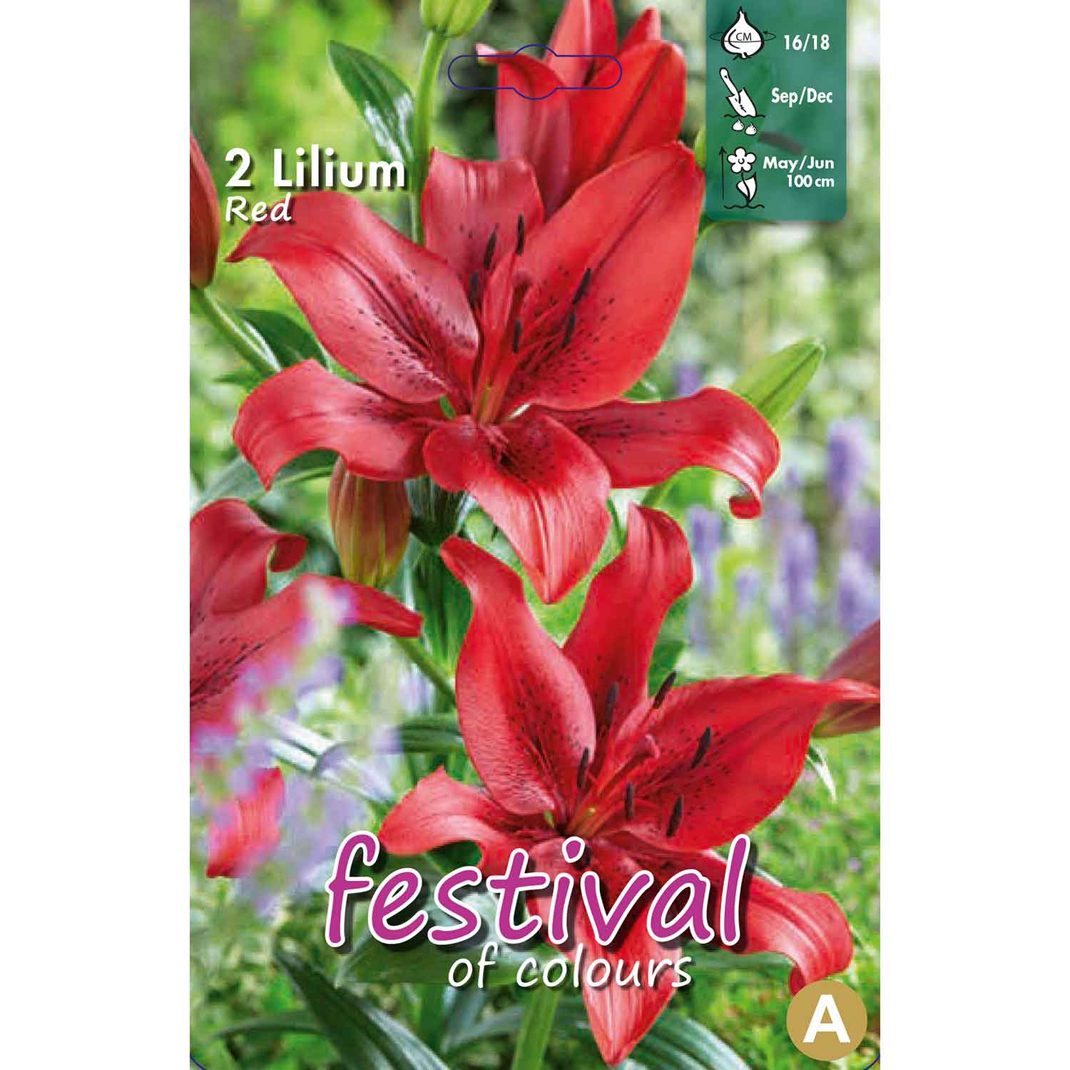 Lilium Red La Hybride 16/18