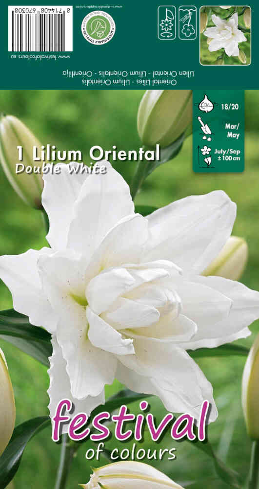 Orientalisk lilja - Lilium Double White - 1 st. -18/20