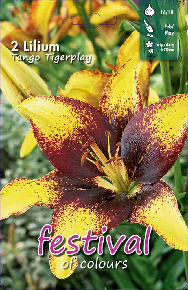 Asiatisk Lilje - Lilium Tango Tigerplay - 2 stk. - 16/18