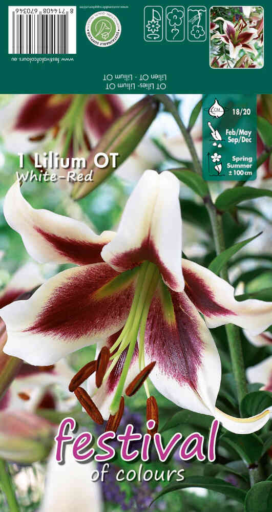 OT lilja - Lilium Vit-Röd - 1 st. - 18/20