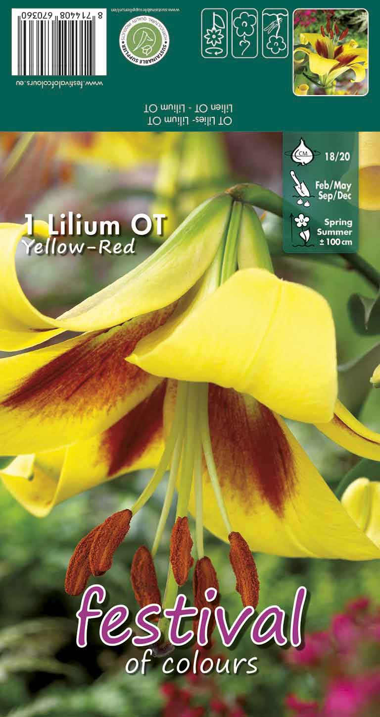 Lilium Yellow - Red OT Group (x14x1) 18/20 *670360*