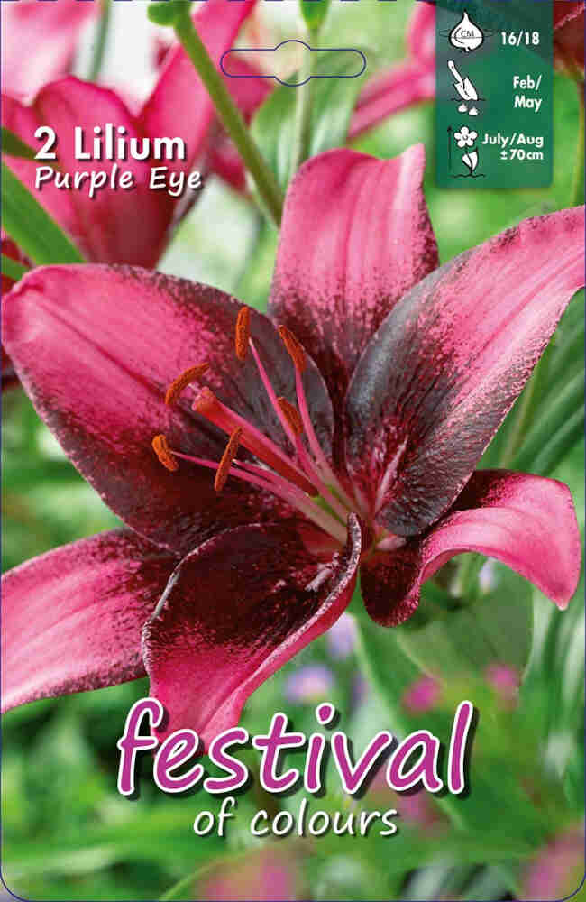 Asiatisk Lilje - Lilium Purple Eye - 2 stk. - 16/18