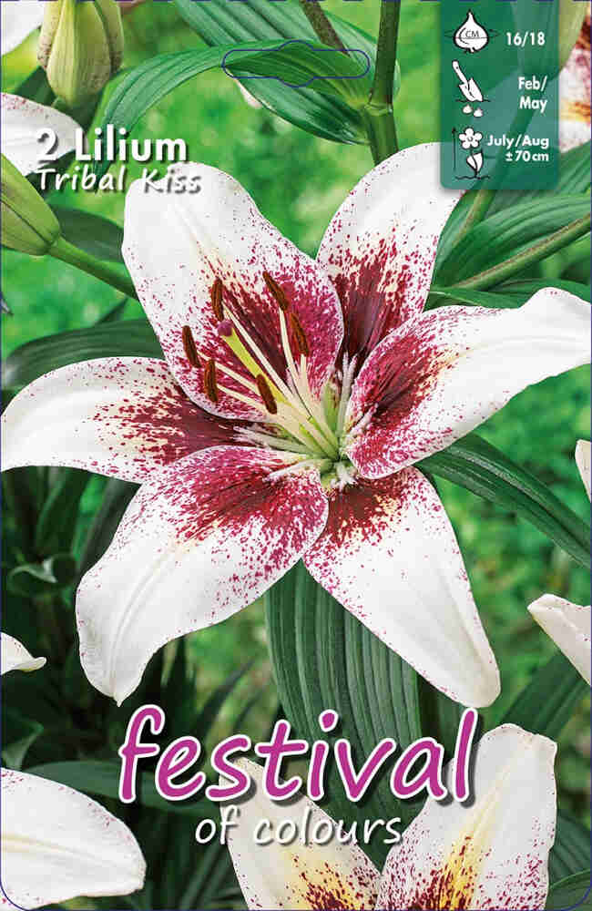 Asiatisk Lilje - Lilium Tribal Kiss - 2 stk. - 16/18