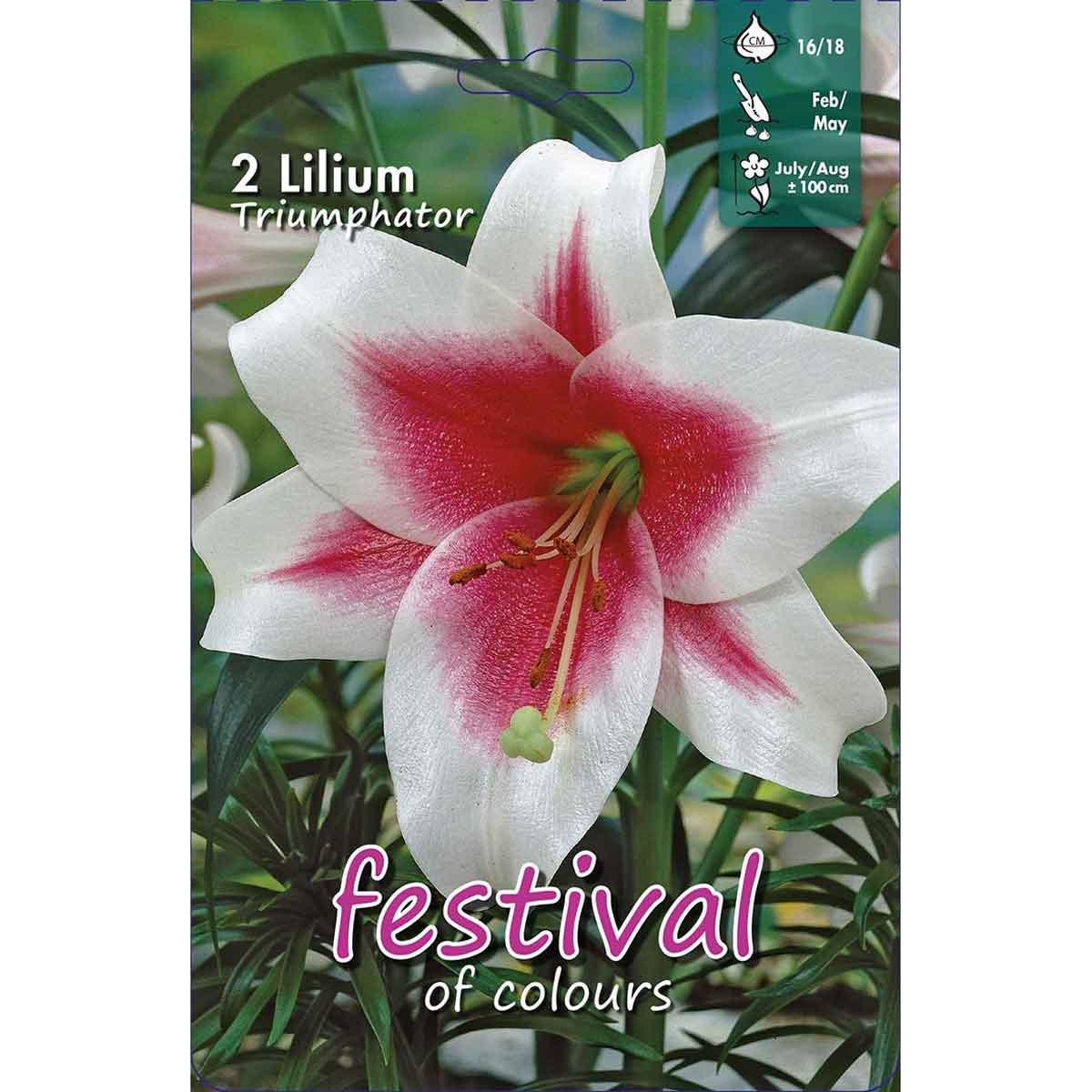 Lilium Triumphator LO Hybr. 16/18 *670544*