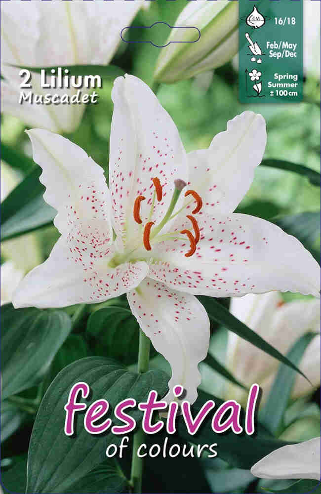 Lilium Muscadet Oriental (x14x2) 16/18 *670599*