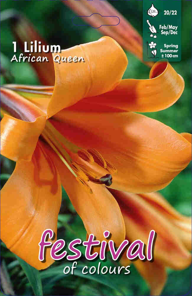 Trompet lilje - Lilium African Queen - 1 stk. - 20/22