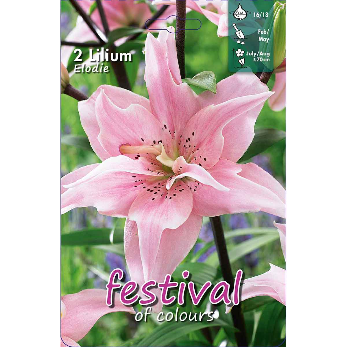 Asiatic Lily - Lilium Elodie - 2 pcs. - 16/18