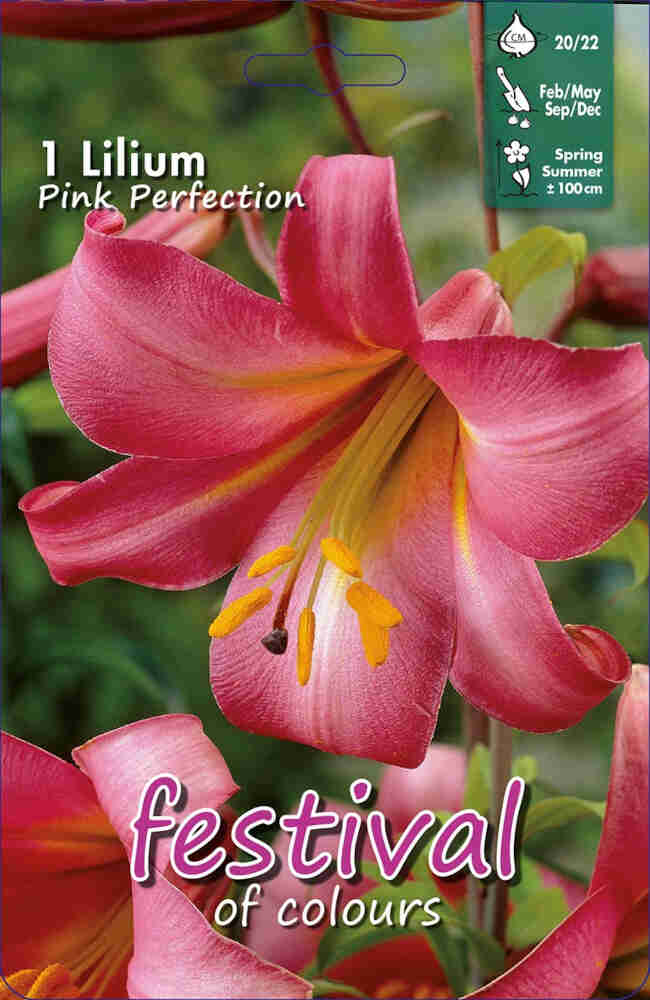 Trompetlilje - Lilium Pink Perfection - 1 stk - 20/22