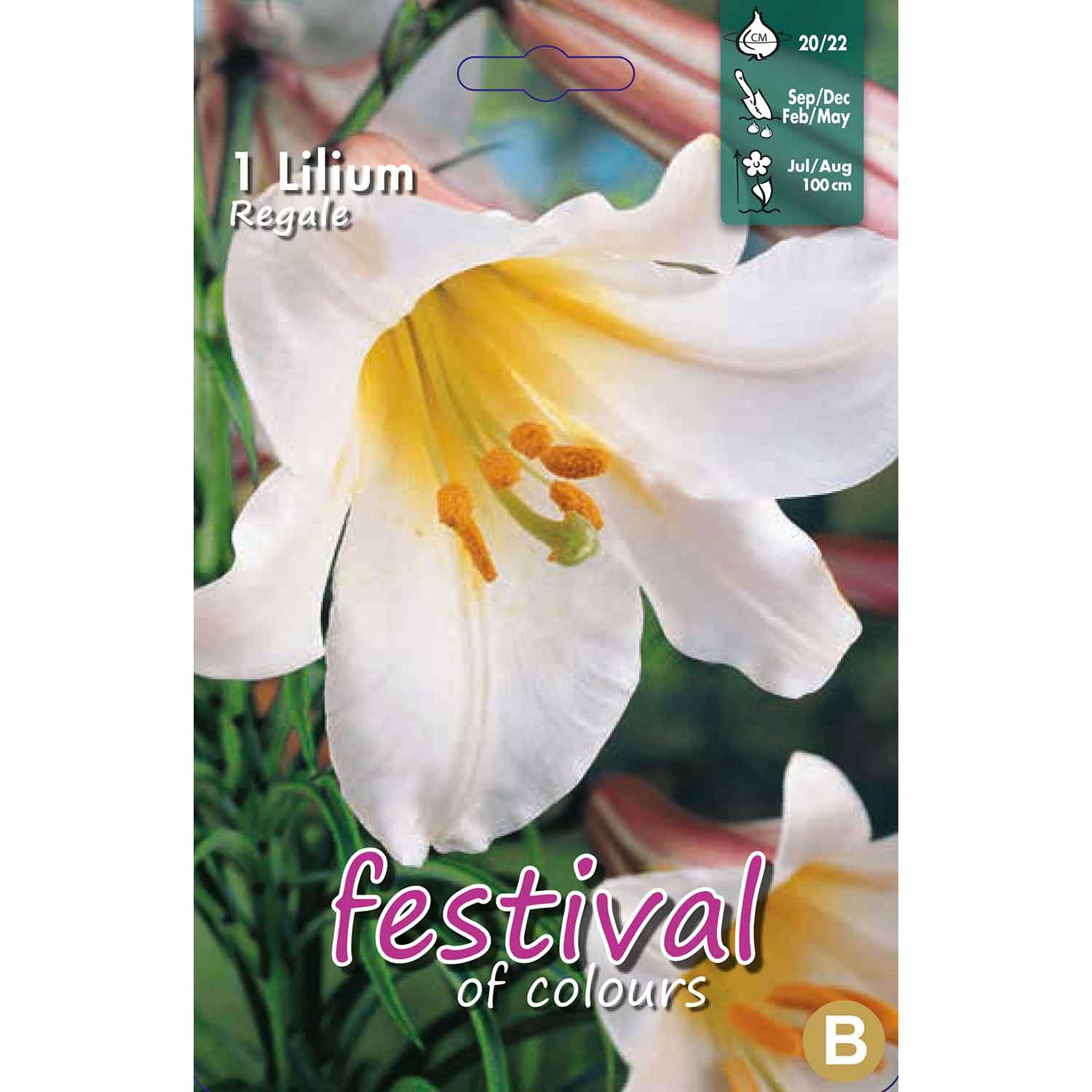 Trompetlilje - Lilium Regale - 1 stk - 20/22