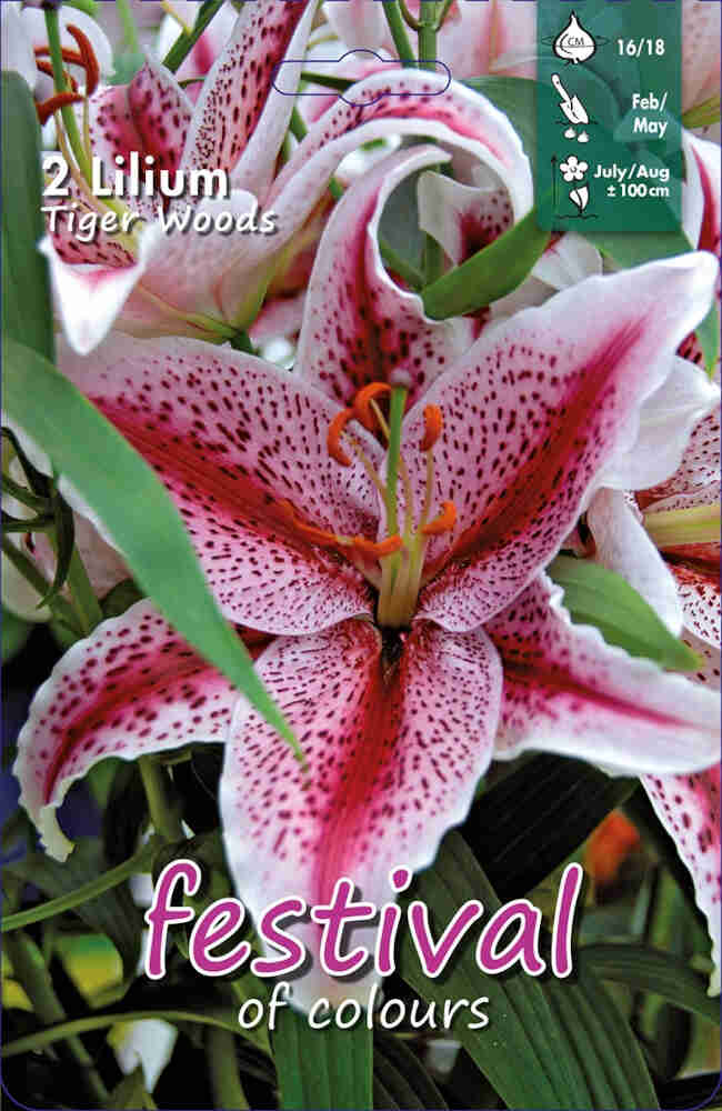 Lilium Tiger Woods Oriental (x14x2) 16/18 *670926*