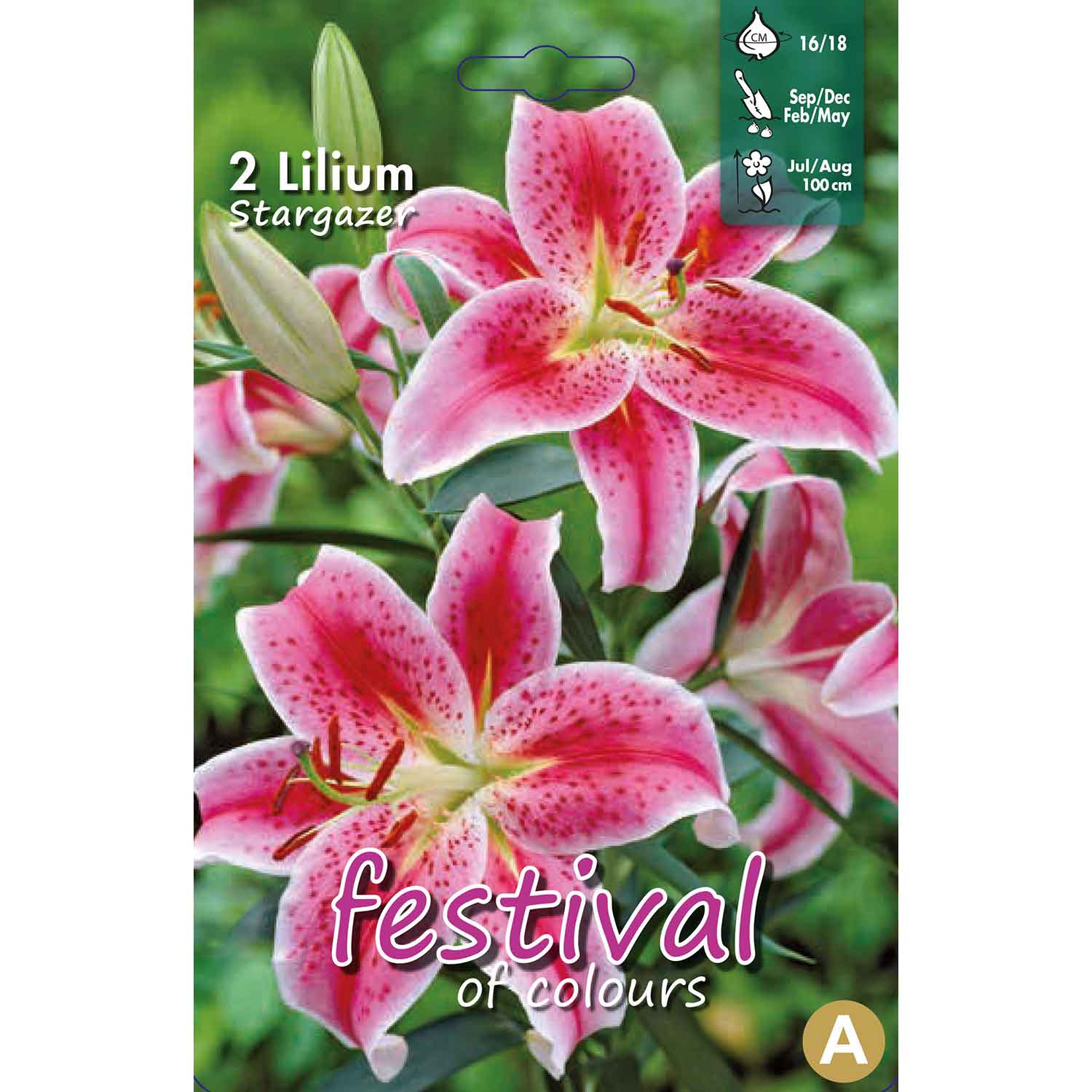 Orientallilja - Lilium Star Gazer - 2 st - 16/18