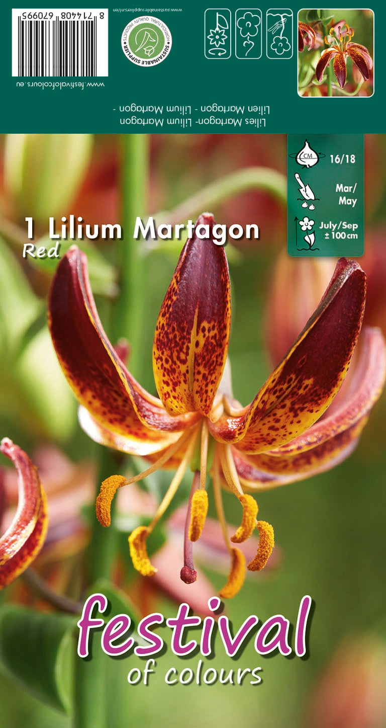 Tiger Lily - Lilium tigrinum Red Tiger - 1 pc. 16/18