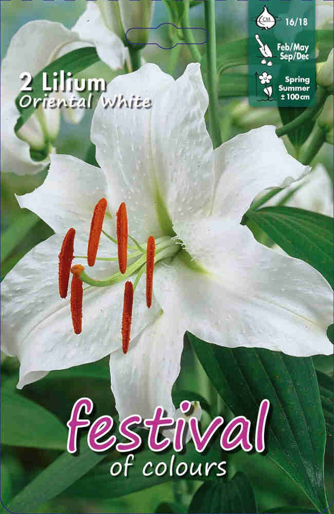 Lilium Pink - White OT Group (x14x1) 18/20 *670322*