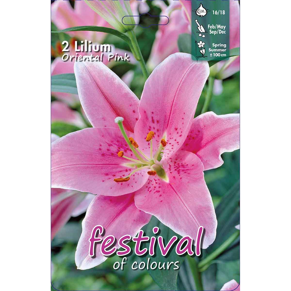 Lilium Pink Oriental (x14x2) 16/18 *671077*