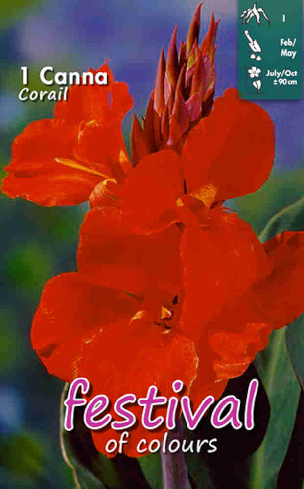 Canna Corail (x14x1) I *680130*