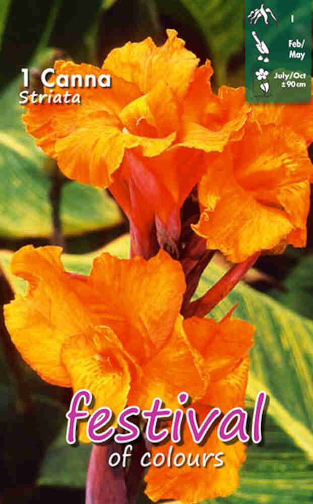 Canna Striata (x14x1) I *680963*