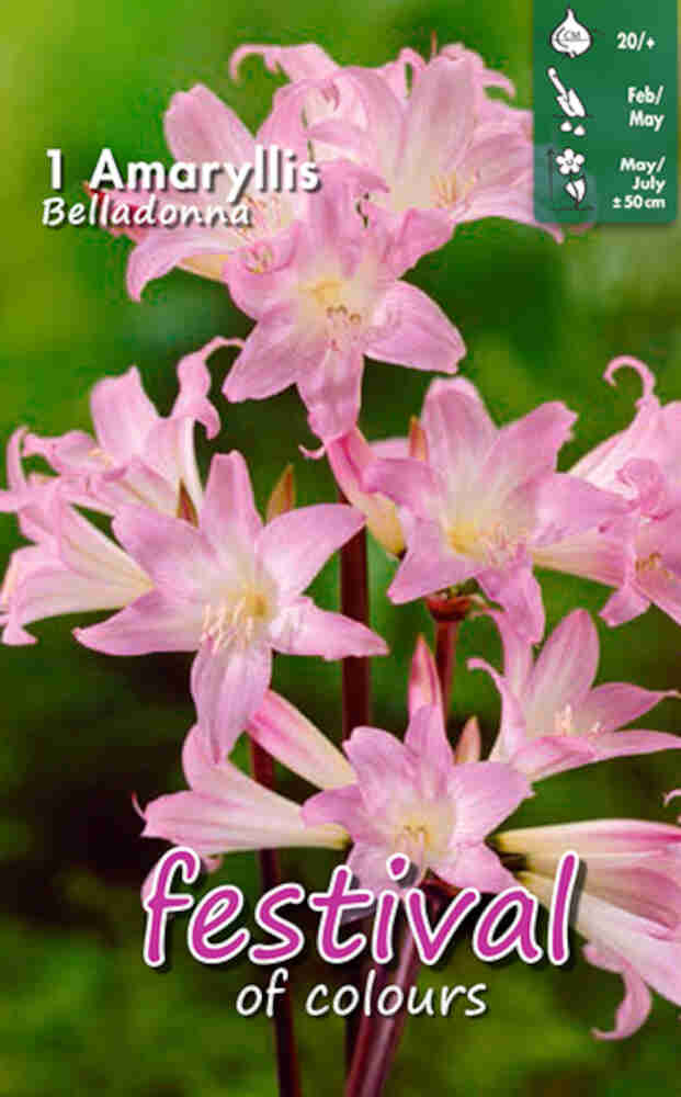 Amaryllis 'Belladonna' - Belladonnalilje - 20/+