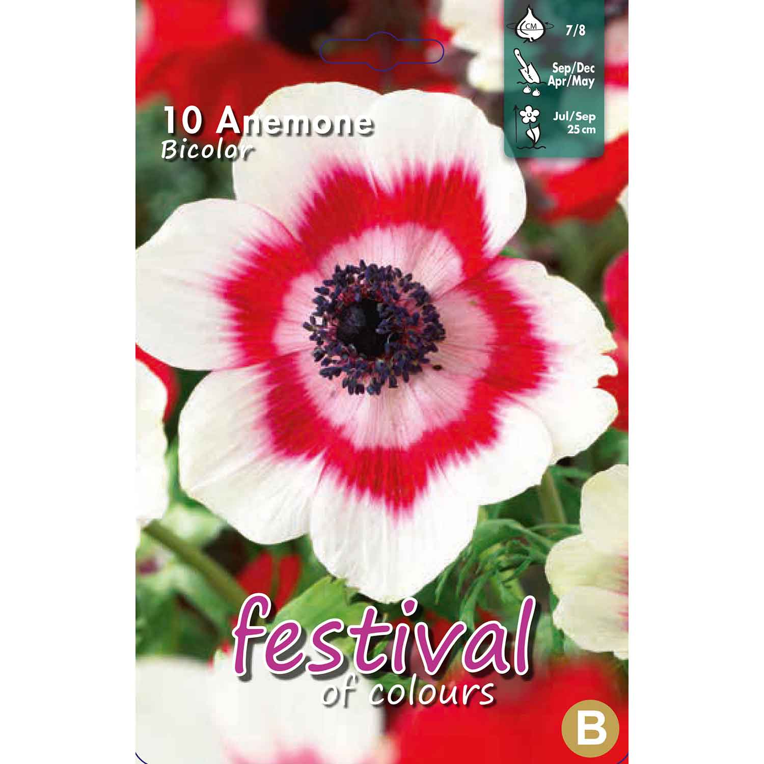 Anemone Bicolor 7/8