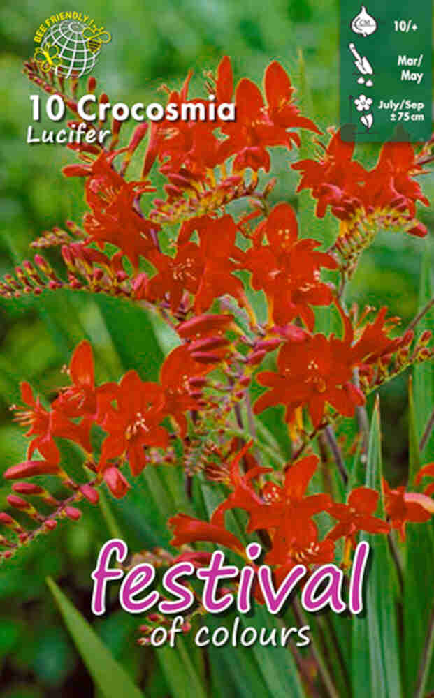 Crocosmia Lucifer (x14x10) 10/+ *681717*