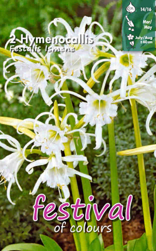 Hymenocallis Festalis - Ismene - 2 stk. - 14/16