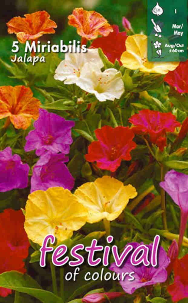 Mirabilis Jalapa (x14x5) I *682202*