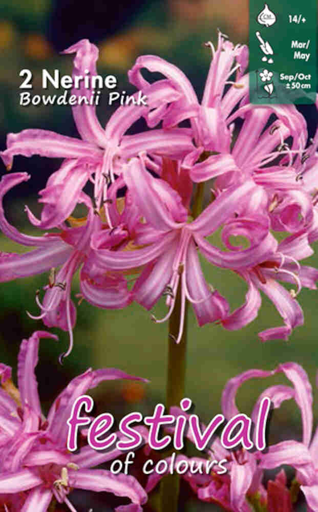 Nerine Pink Bowdenii - 2 pcs. - 12/14