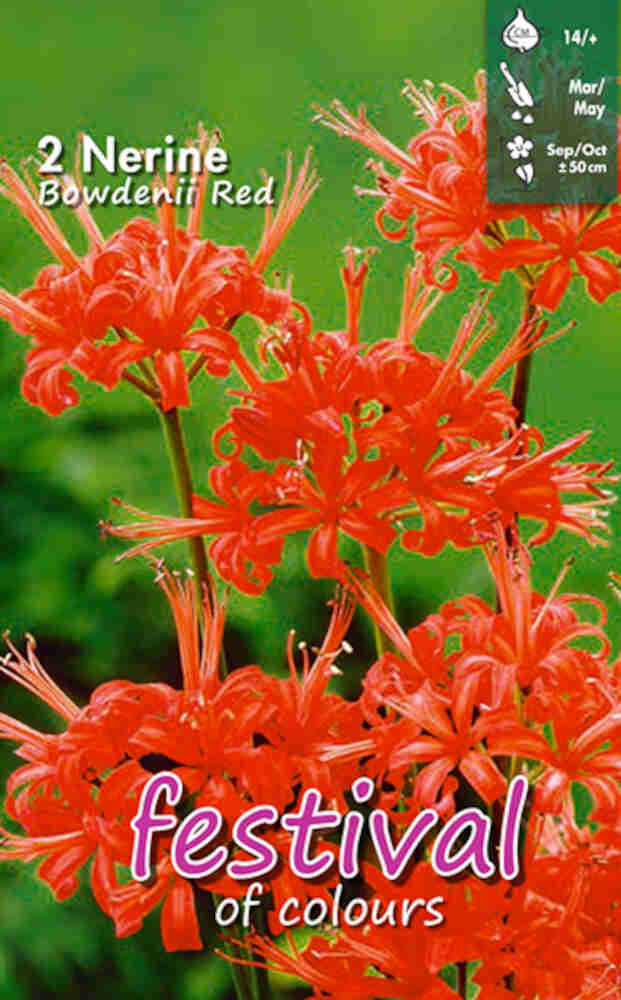 Nerine Red Bowdenii - 2 st. - 14/12