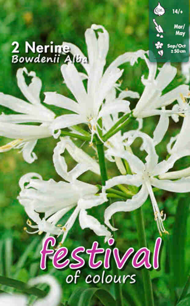 Nerine Alba Bowdenii - 2 pcs - 12/14