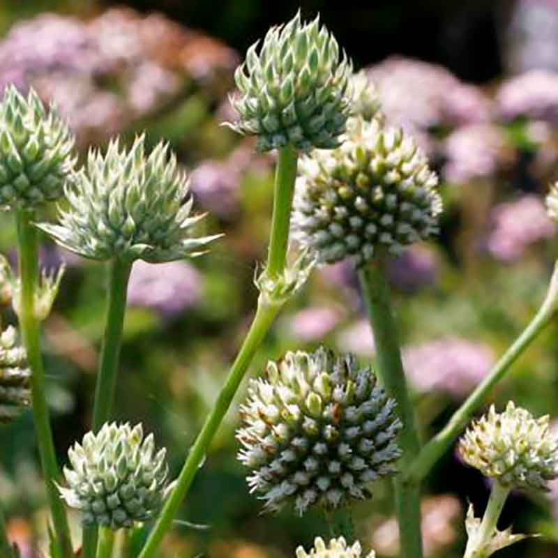 Eryngium yuccifolium 1 L