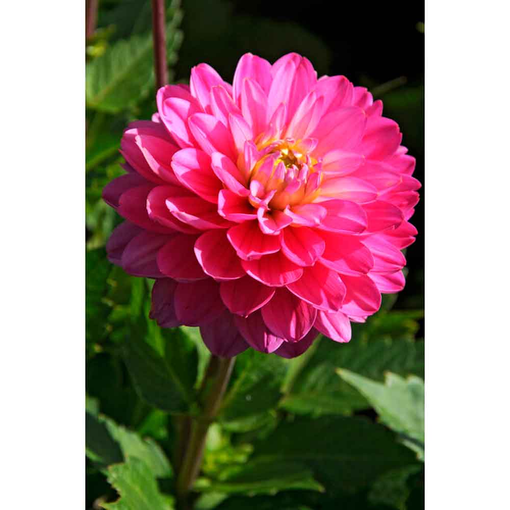 Dahlia Melodi Allegro