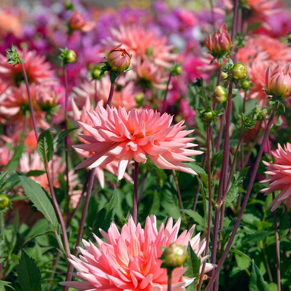 Dahlia preferens