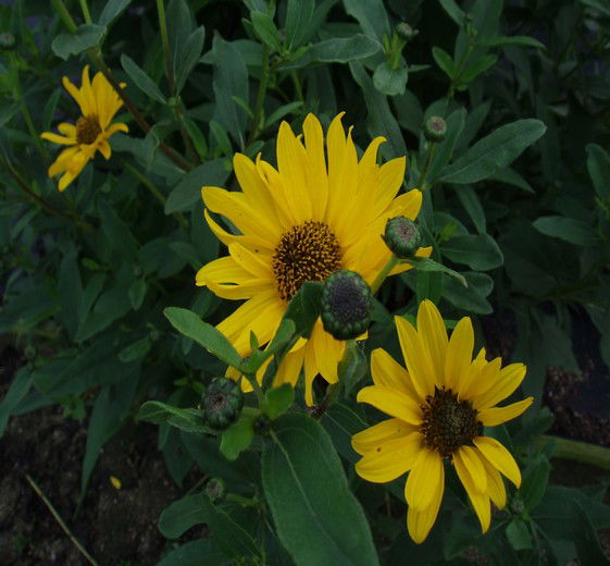 Perennial sunflower - Helianthus rigidus 'Miss Mellis' 2 L