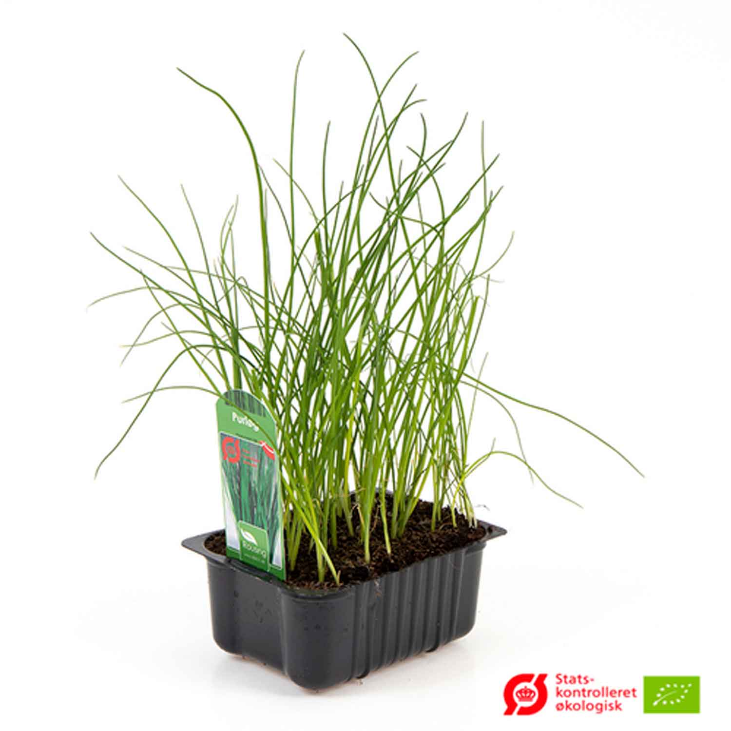 Chives - Allium schoenoprasum in box