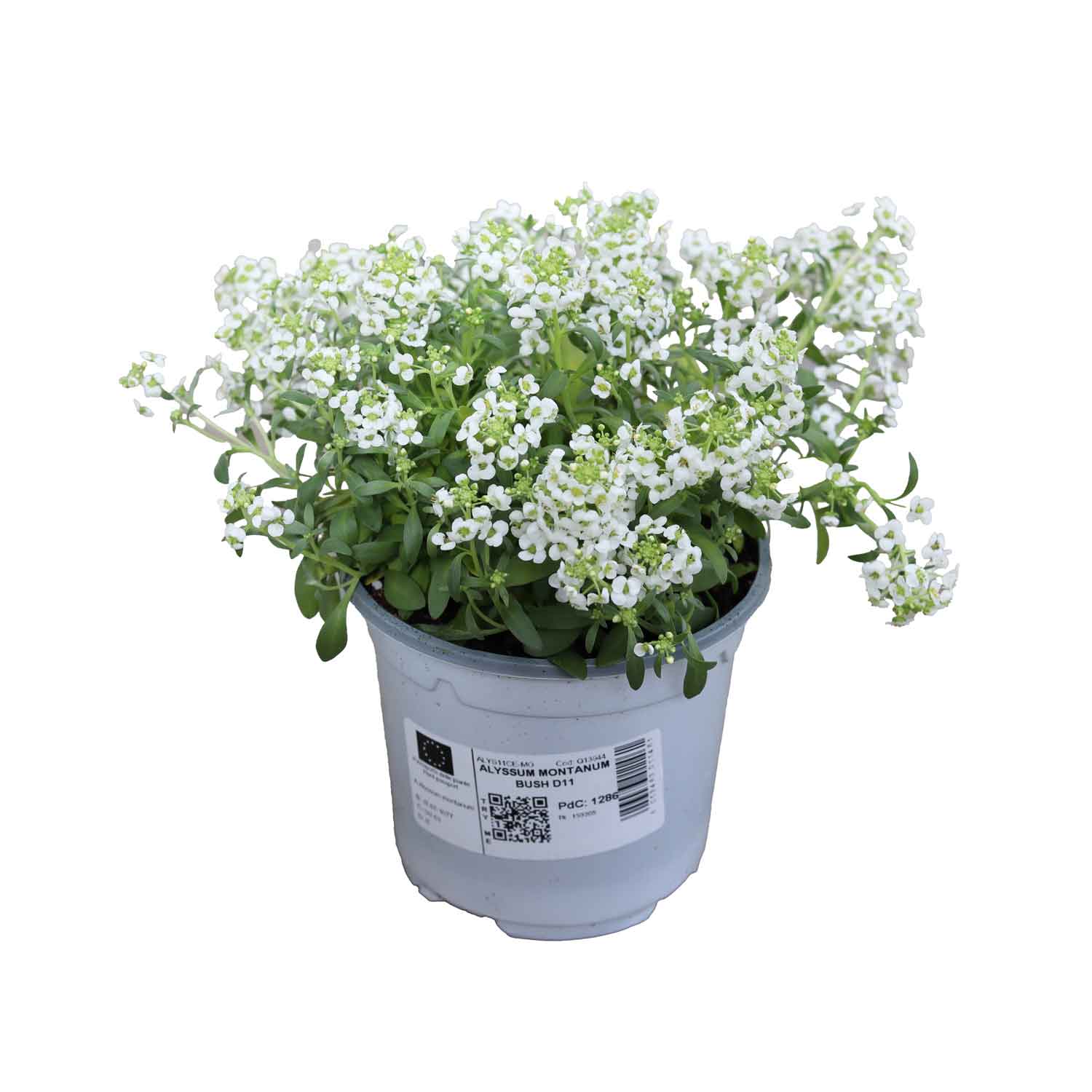 Alyssum Montanum Bush D11