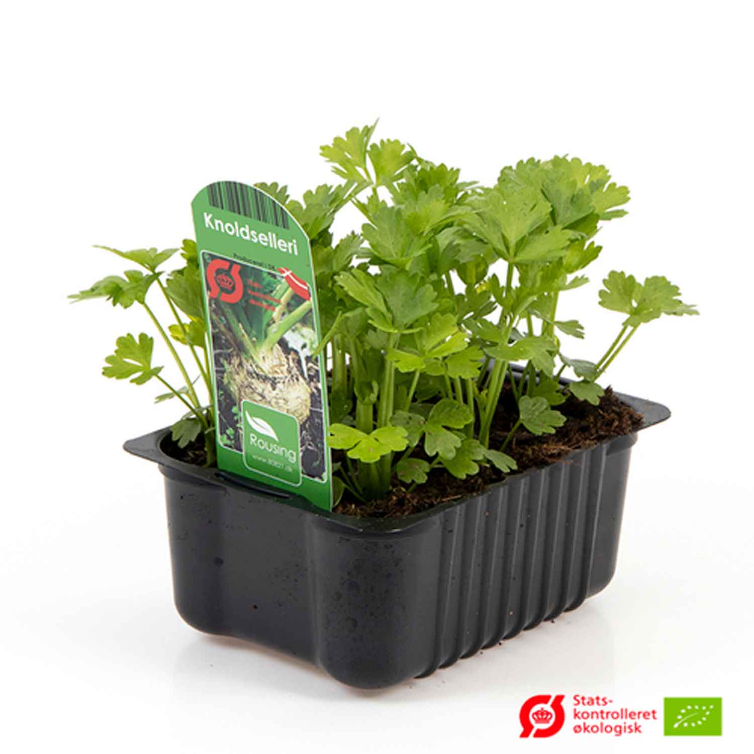 Celery Tubers (Box) 