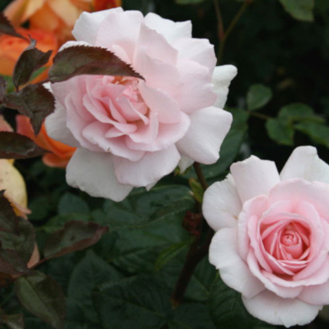 Rosa A Whiter Shade of Pale 60cm stamme