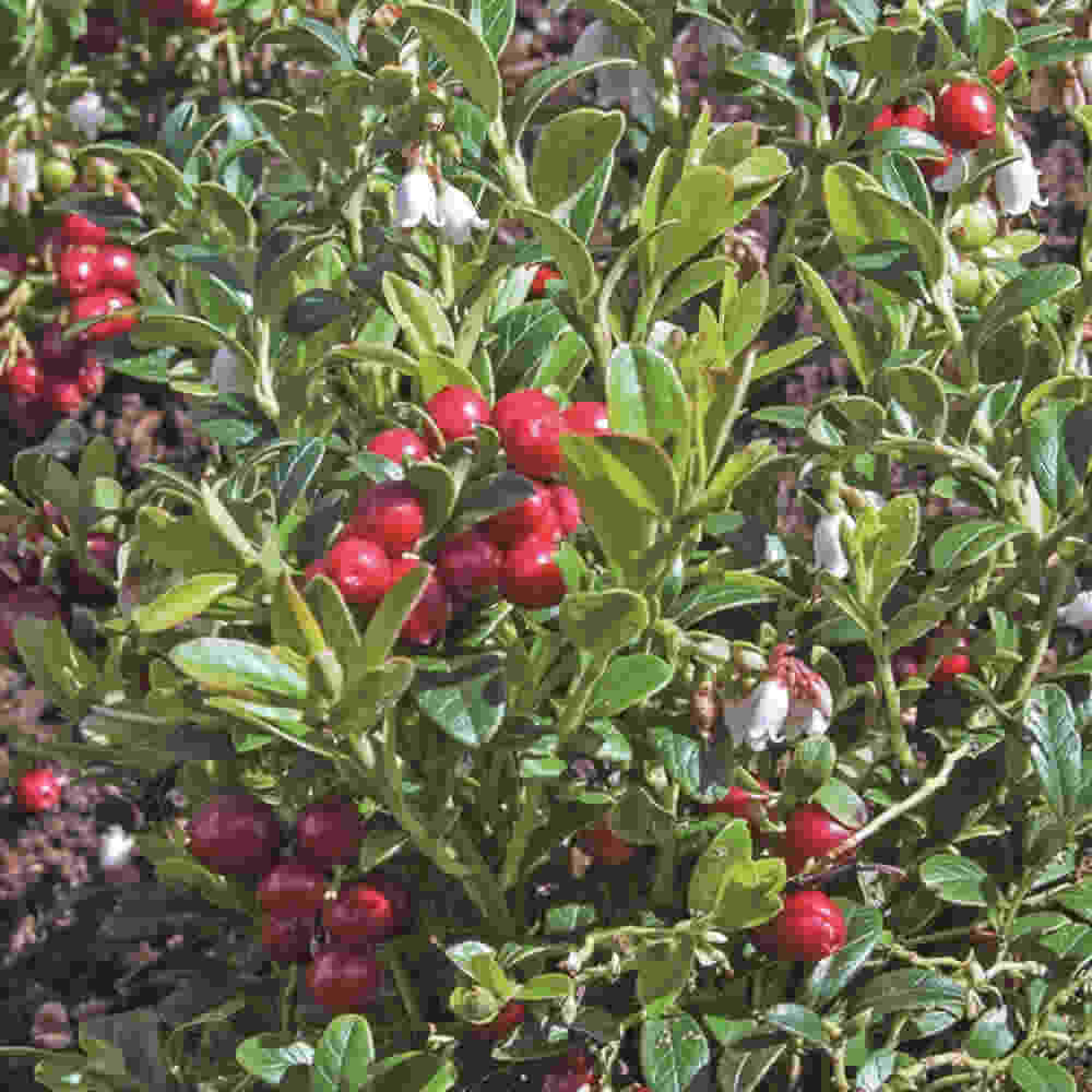 Vaccinium vitis-idaea Koralle