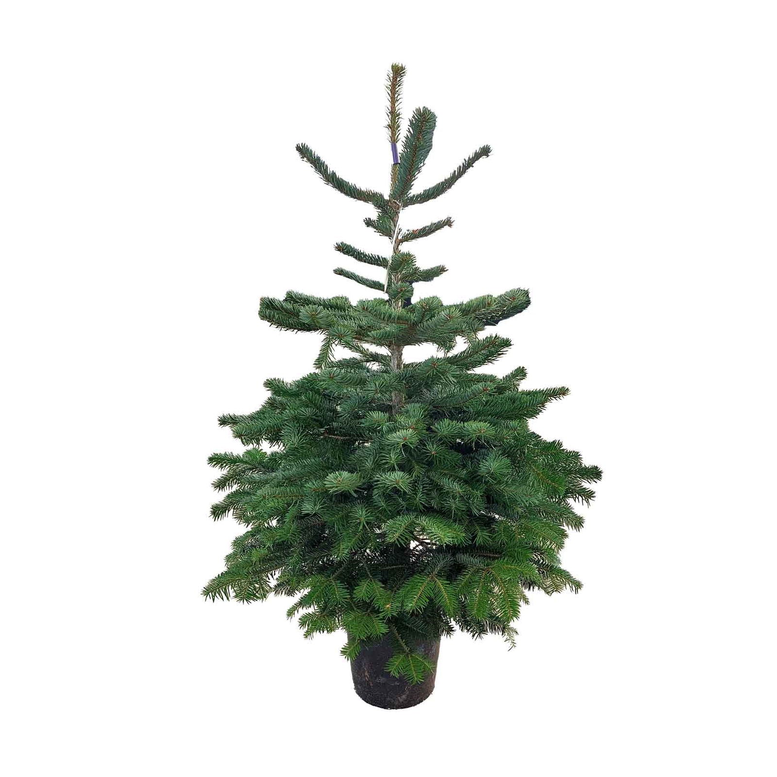 Abies Nordmanniana Natur A-mix 100/120