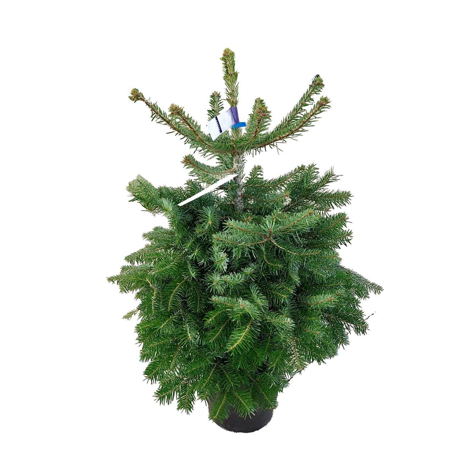 Abies Nordmanniana Natur A-mix 60/80