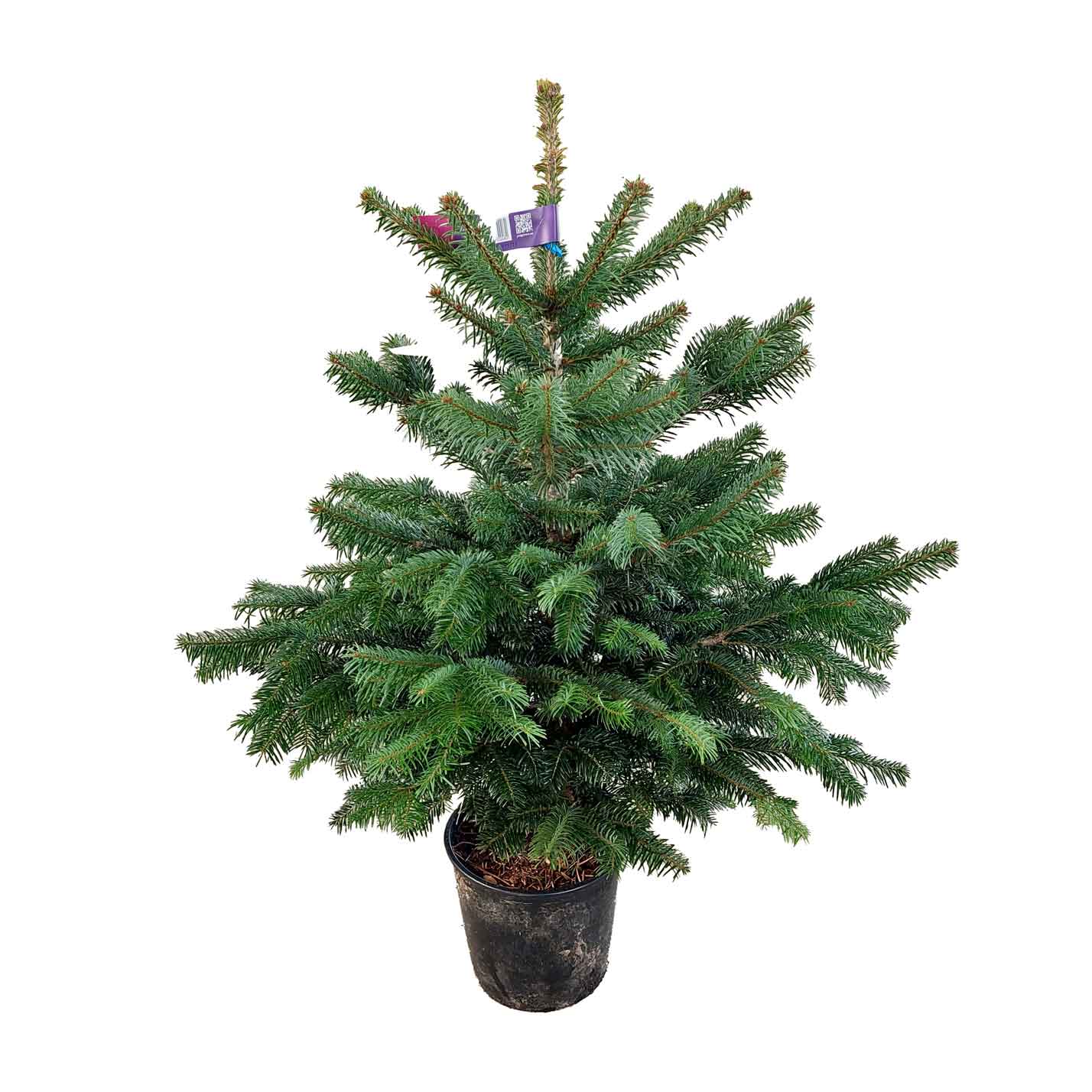 Abies Nordmanniana Natur A-mix 80/100