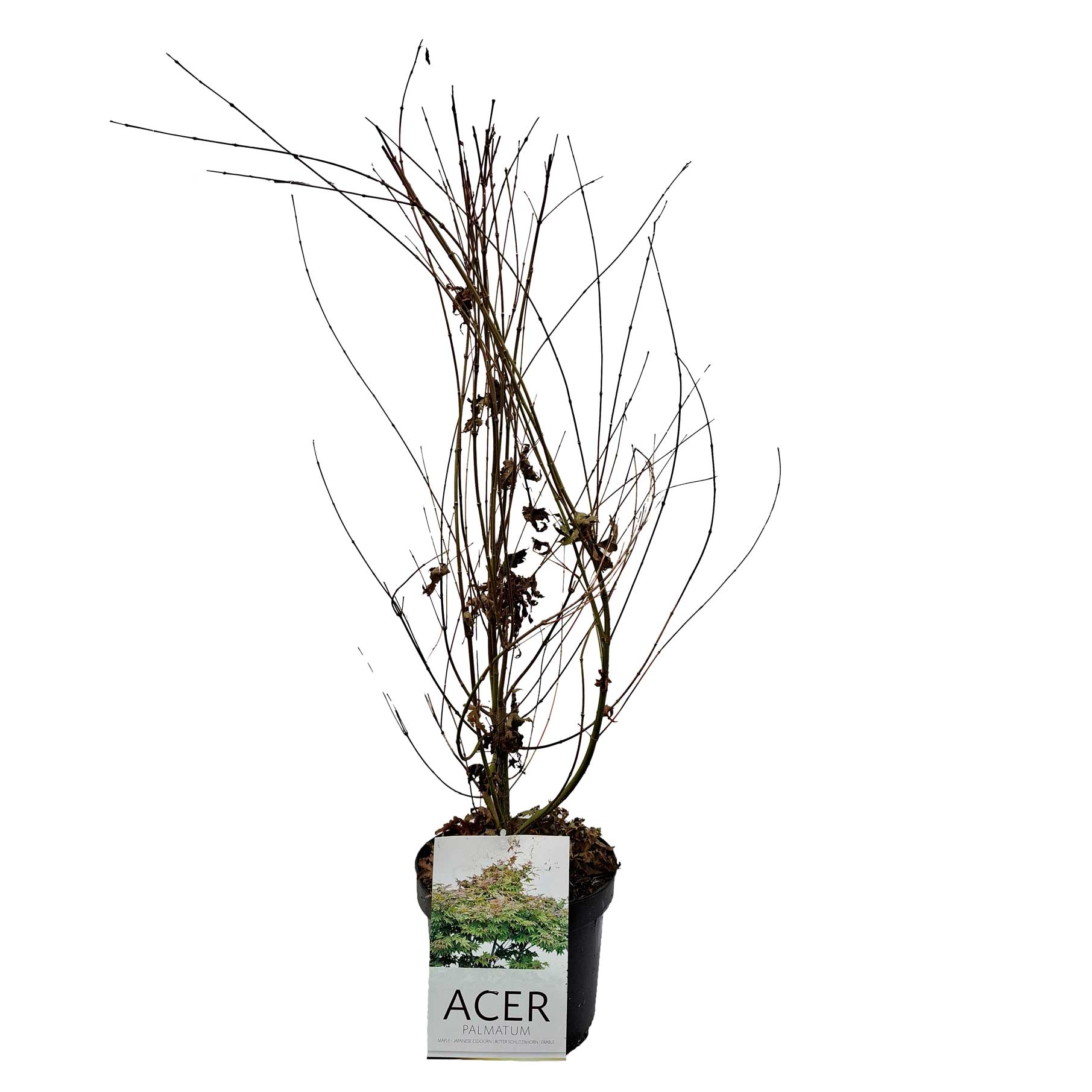 Acer palmatum 60-70 cm 4L