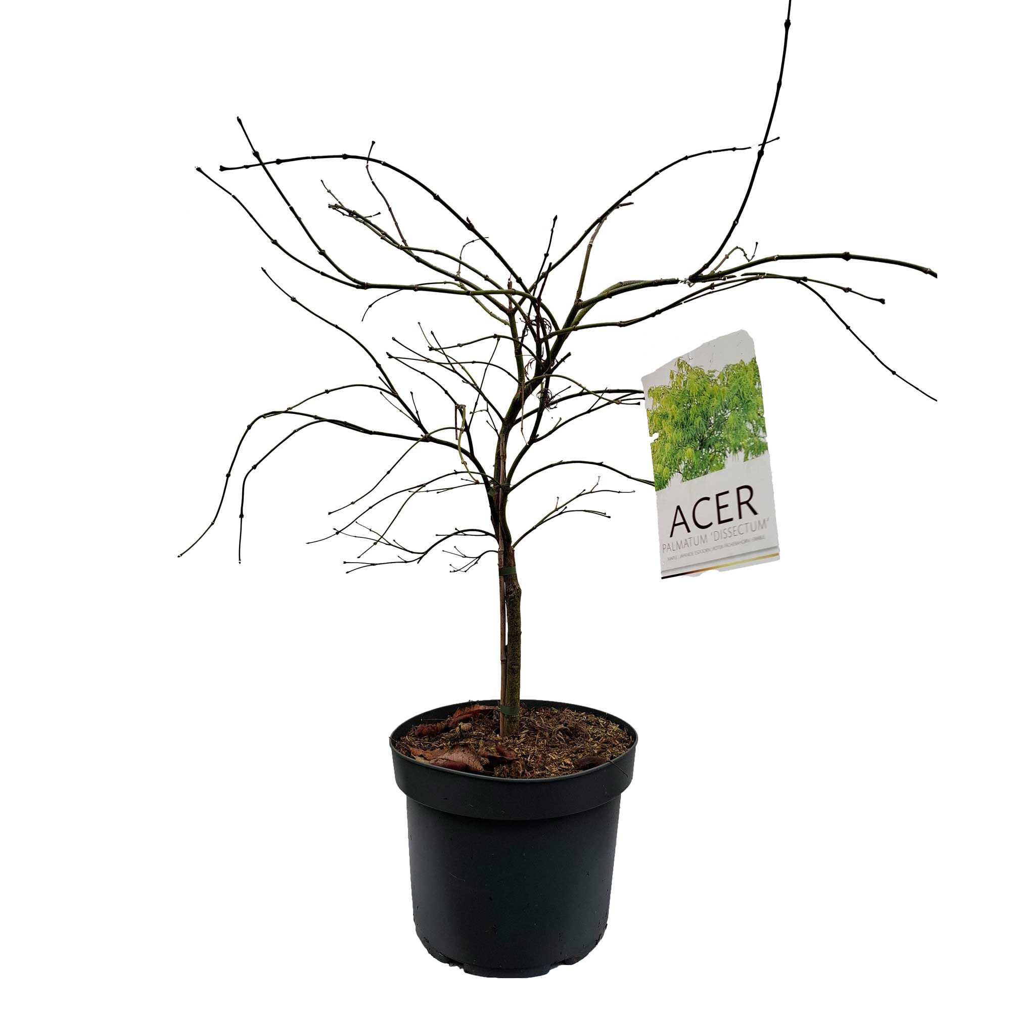 Acer pal. 'Dissectum' 50-60 cm 10L