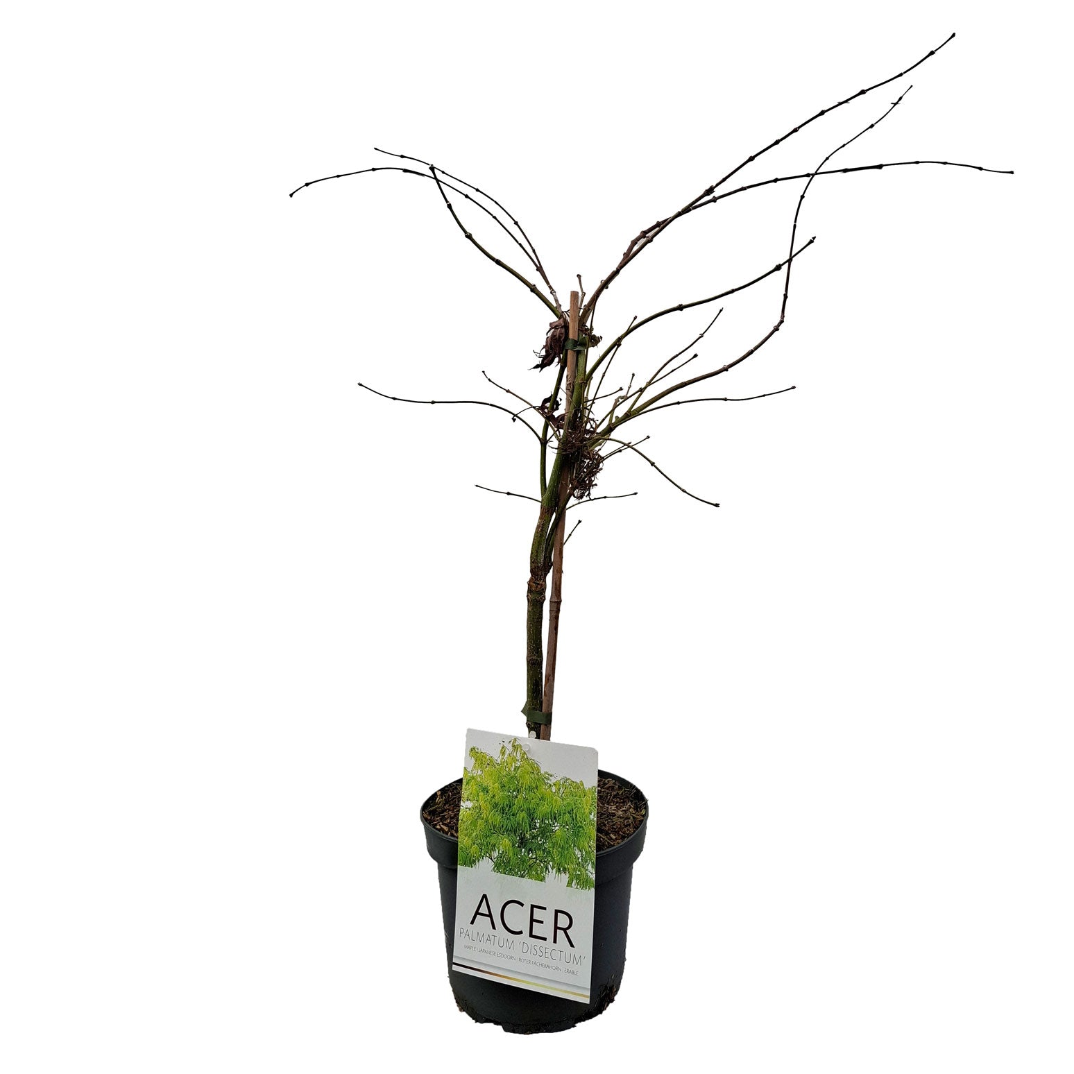 Acer pal. 'Dissectum' 40-50 cm 4L