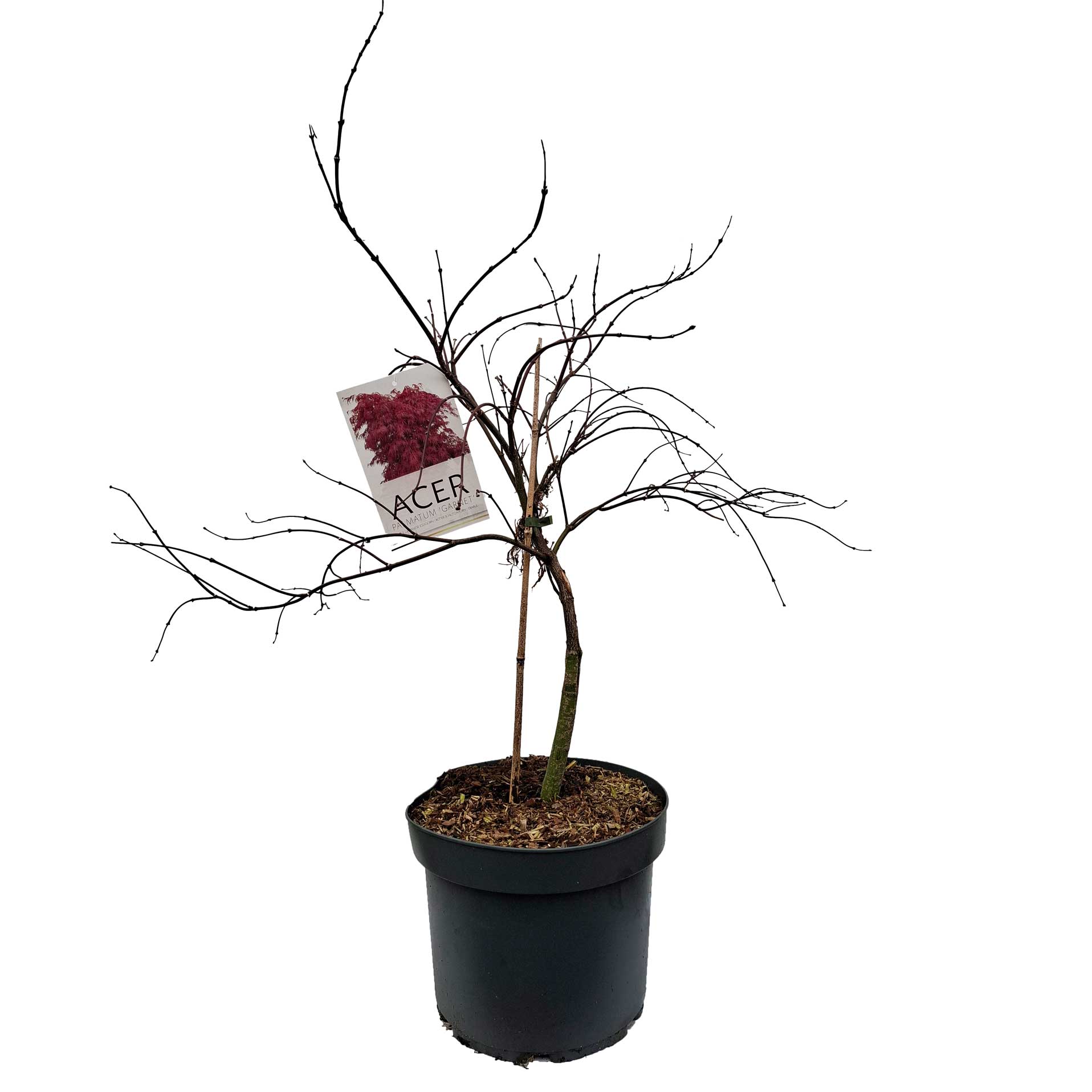 Acer pal. 'Garnet' 50-60 cm 10L