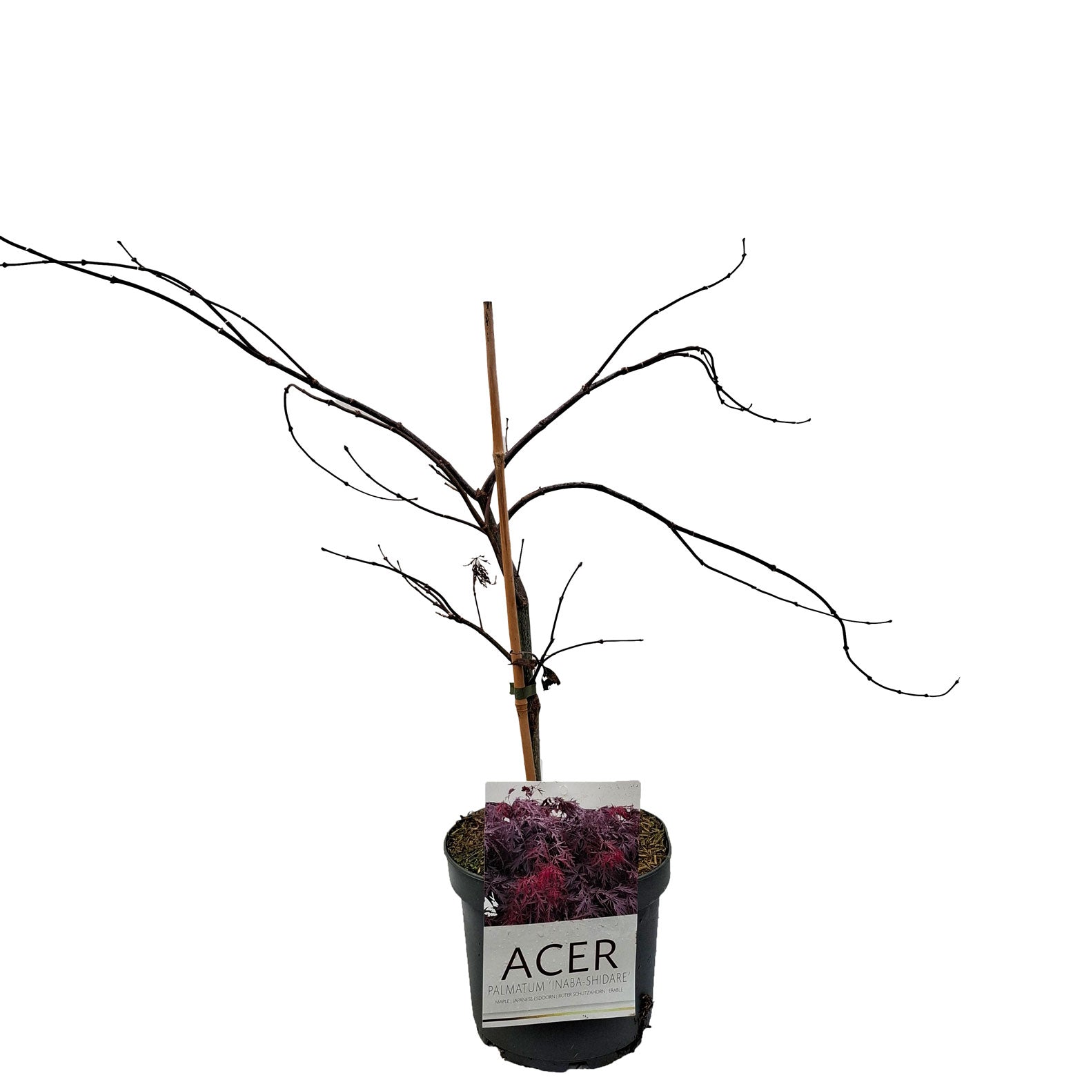 Acer pal. 'Inaba-shidare' 40-50 cm 4L