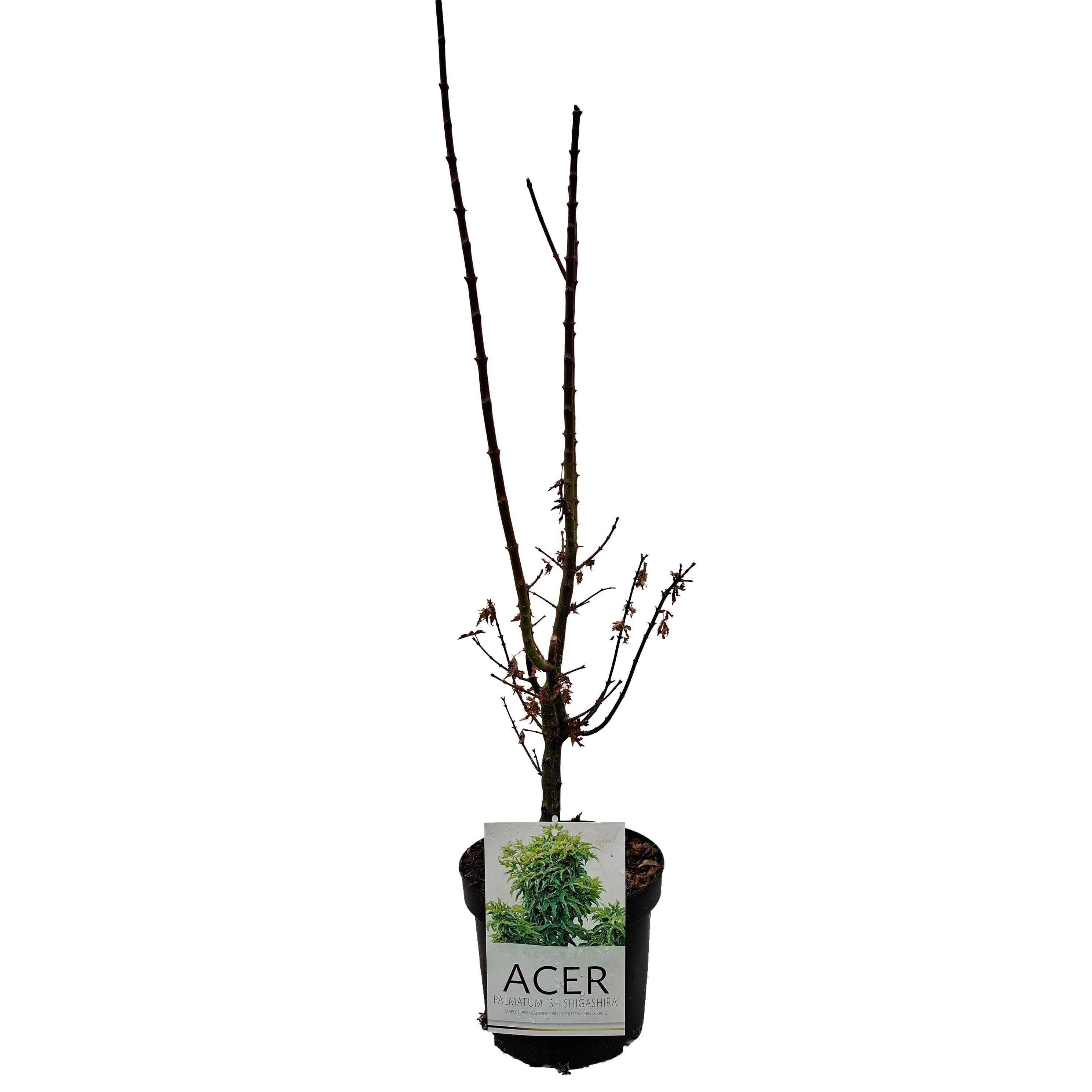 Acer pal. 'Shishigashira' 30-40 cm 4L