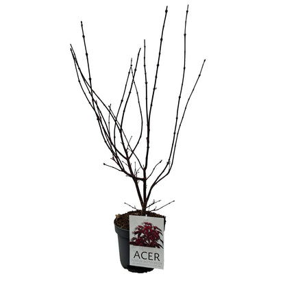 Acer pal. 'Skeeter's Broom' 50-60 cm. 4L